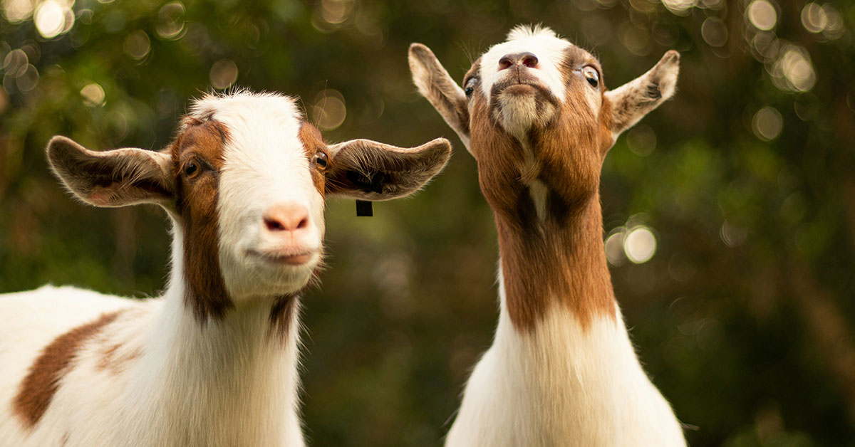 The Top 5 Weirdest Business Insurance Claims