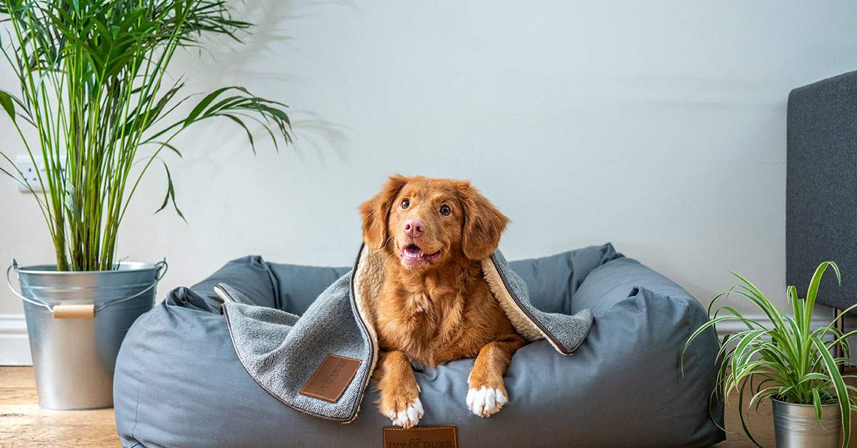 Pet-Proof Policies: What Homeowners and Renters Need to Know About Insurance